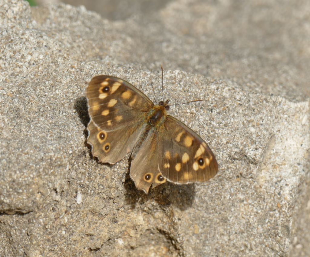 Pararge aegeria (Nymphalidae)